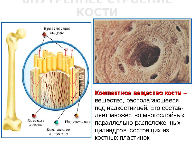 Компактное вещество кости состоит из. Строение компактного вещества. Компактное вещество кости. Функции компактного вещества кости. Плотное костное вещество.