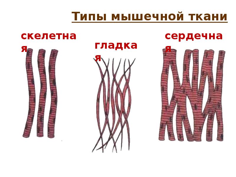 Сердечная мышечная ткань рисунок