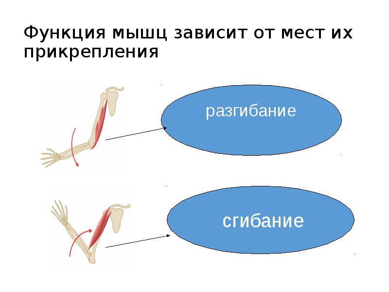 Функции мышц схема