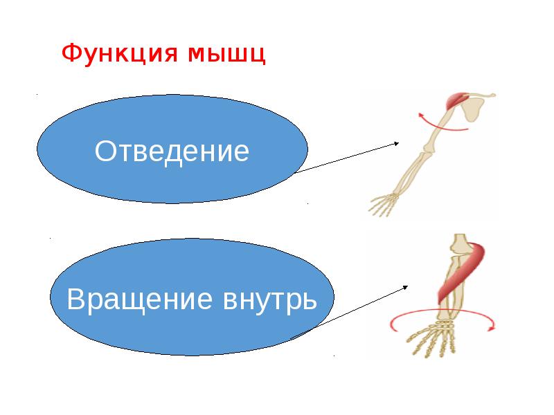 Группы скелетных мышц