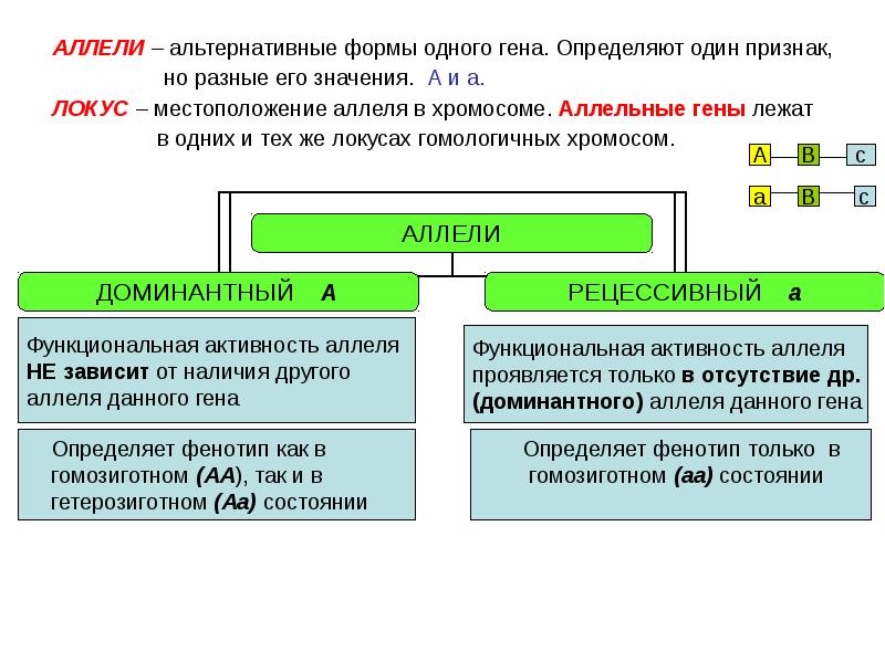 Один ген соответствует