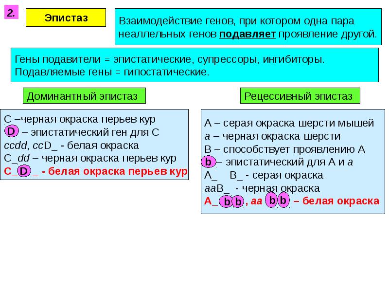 Взаимодействие неаллельных генов презентация 10 класс профильный уровень