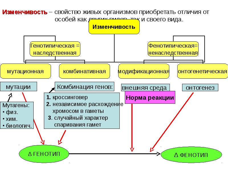 Наследственная изменчивость виды. Типы наследственной изменчивости схема. Изменчивость наследственная мутационная схема. Формы изменчивости наследственная и ненаследственная. Формы наследственной изменчивости таблица ЕГЭ.