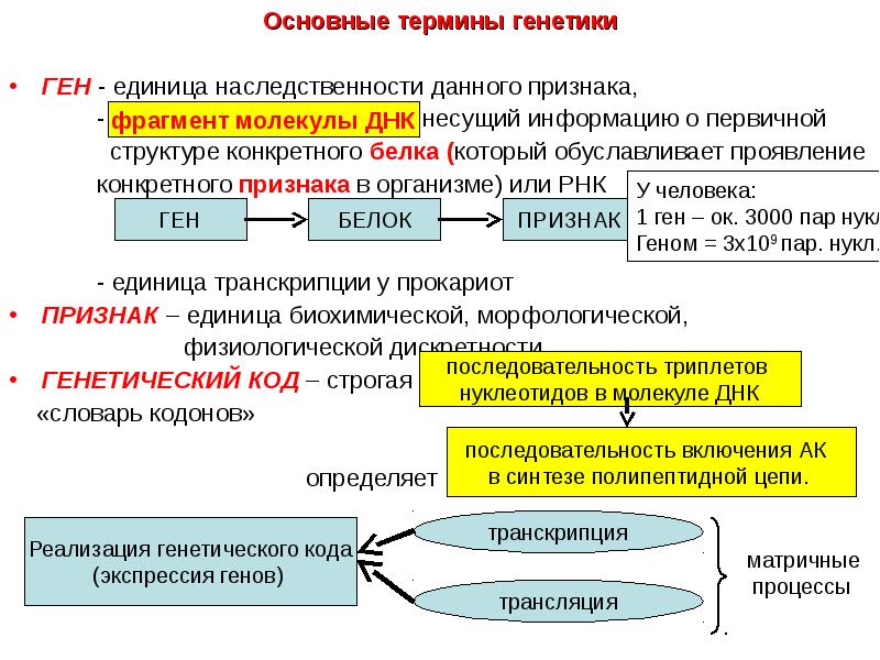 Современные представления о гене и геноме презентация 10 класс сивоглазов