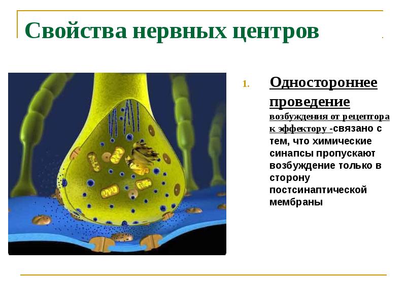 Возбуждение нервных центров