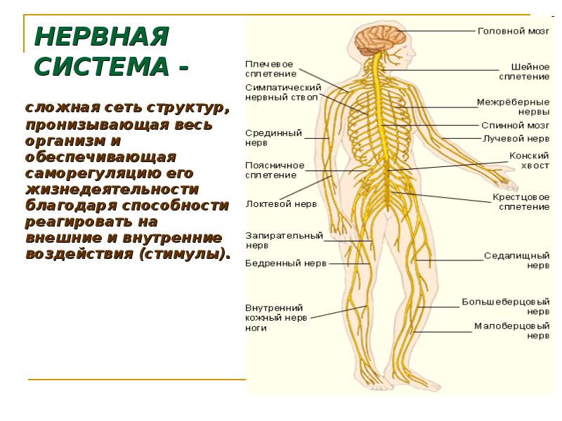 Нервный стимул