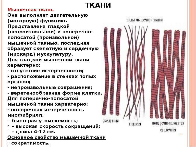 Мышечная ткань человека характеристика