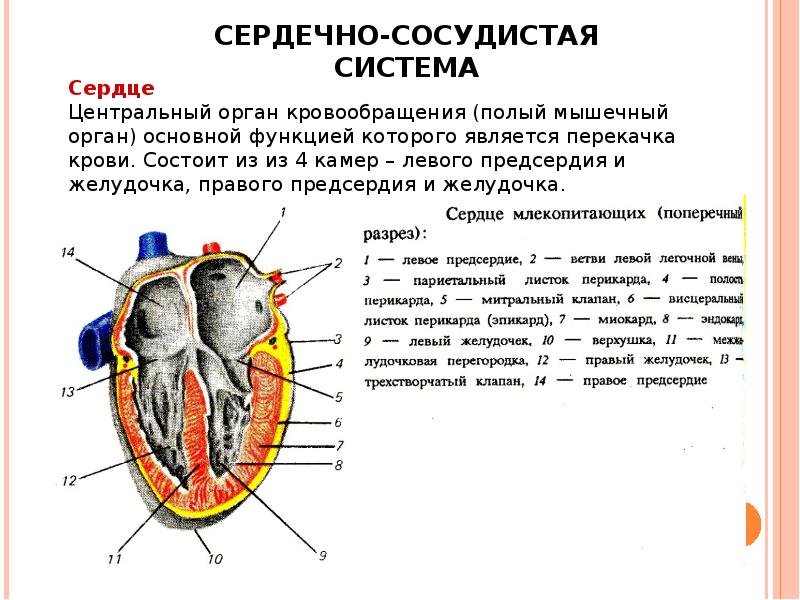 Функциональные особенности организма