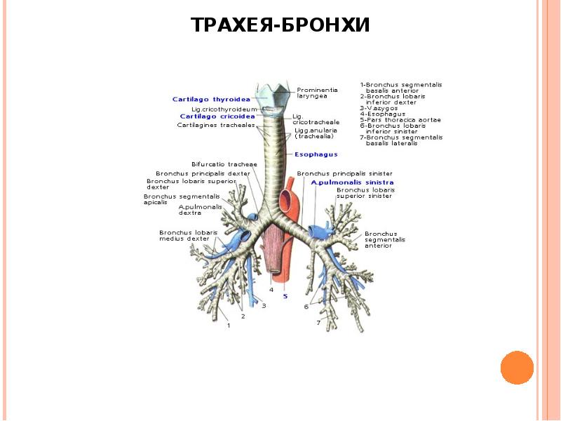 Левый бронх делится