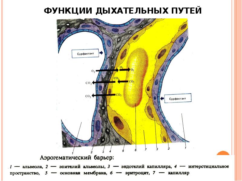 Аэрогематический барьер презентация