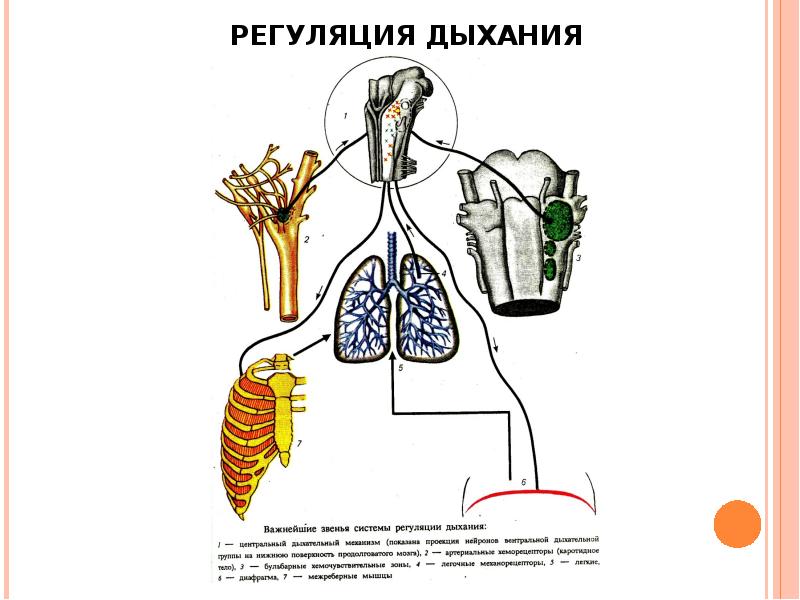 Механизмы дыхания регуляция дыхания. Дыхательная система регуляция дыхания. Механизм нервной регуляции дыхательной системы. Схема регуляции дыхания 8 класс. Схема нервно-рефлекторного механизма регуляции дыхания.