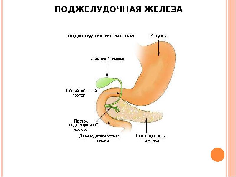 Желчный пузырь и поджелудочная железа расположение фото