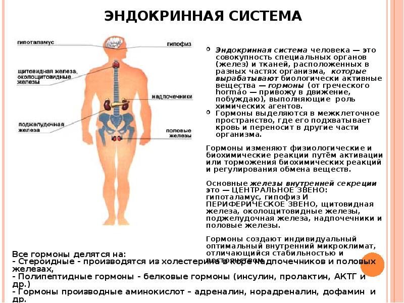 Презентация эндокринная система человека строение и функции