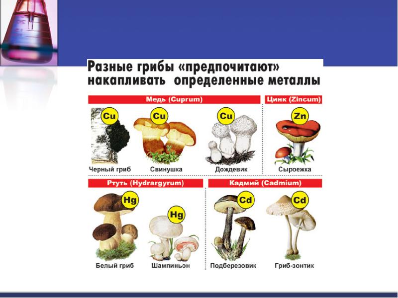 Опята лесные дубовички. Какую сторону для роста предпочитают грибы. Грибы предпочитают расти с северной стороны пня дерева. Какую сторону для роста предпочитают грибы. Как выглядят опята съедобные и ложные.