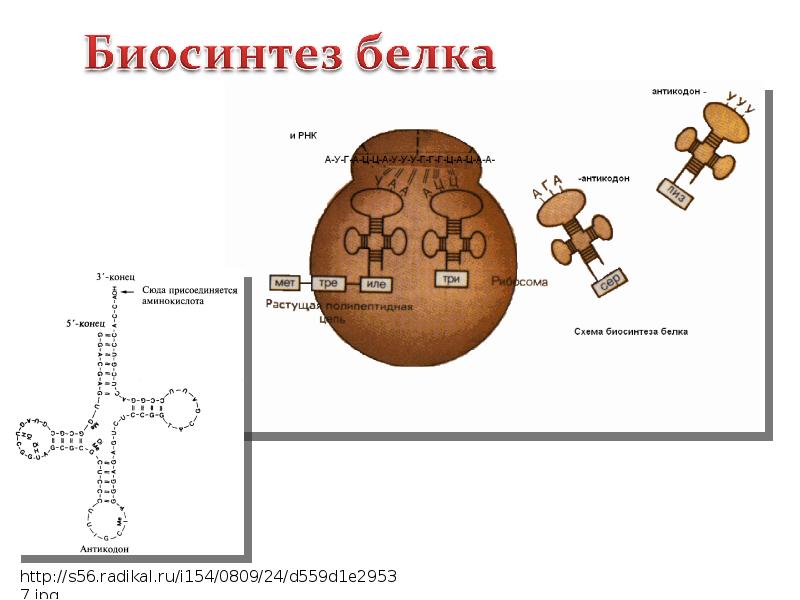 Биосинтез белка картинка