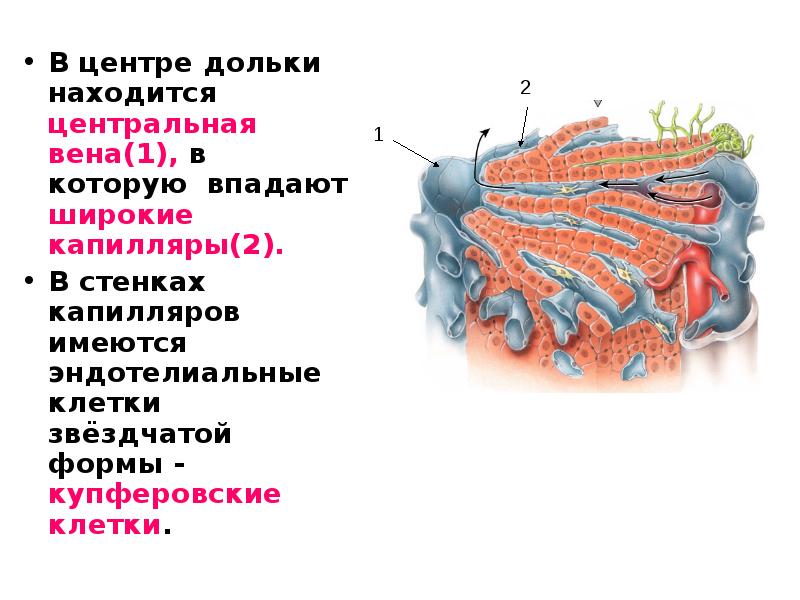 Печень физиология презентация