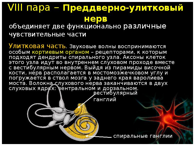 8 пара. 8 Пара преддверно улитковый нерв. VIII пара черепных нервов – преддверно-улитковый нерв. Ядра преддверно улиткового нерва. VIII пара – преддверно-улитковый.