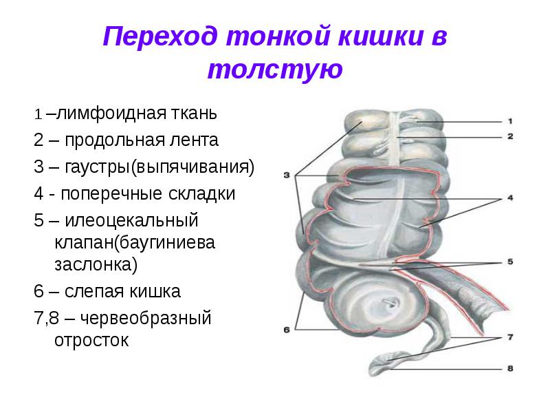 Баугиниевая заслонка где находится в кишечнике картинки