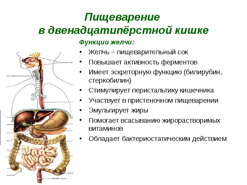 Часть какого органа пищеварительной системы человека имеет структуру которая изображена на рисунке