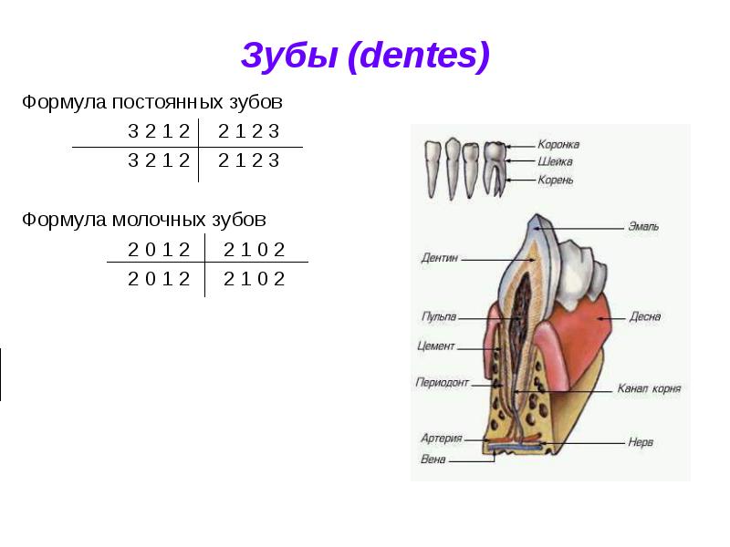 Зубная формула презентация