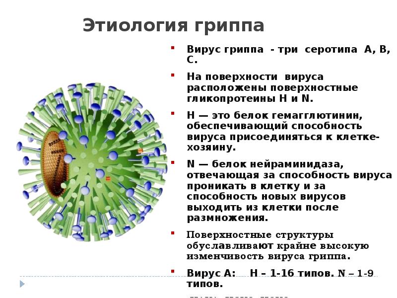 Анализ вируса гриппа