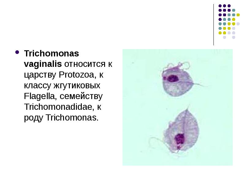 Ротовая трихомонада