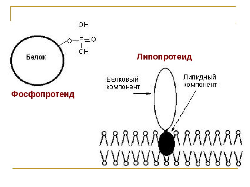 Компонент белков. Фосфопротеид. Белок компонент. Фосфопротеиды липиды. Строение и функции липопротеидов и фосфопротеидов.