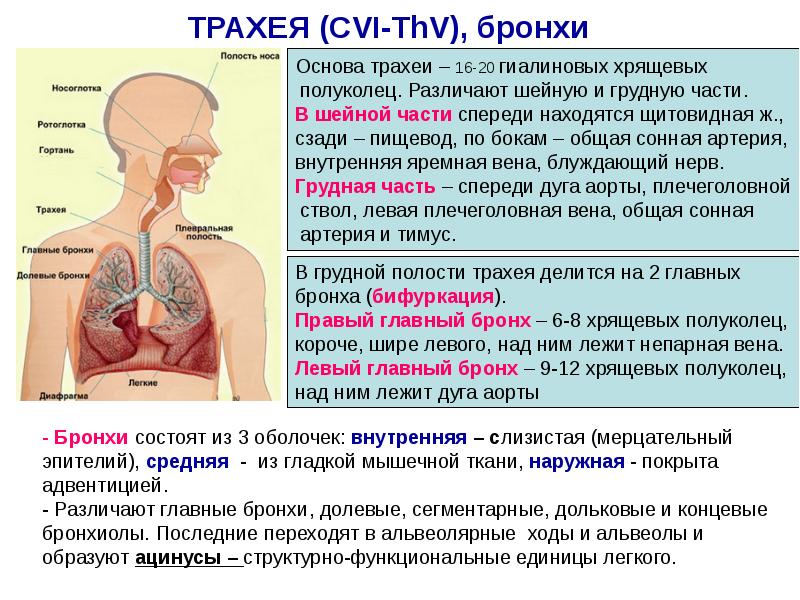 Дыхательная система человека презентация