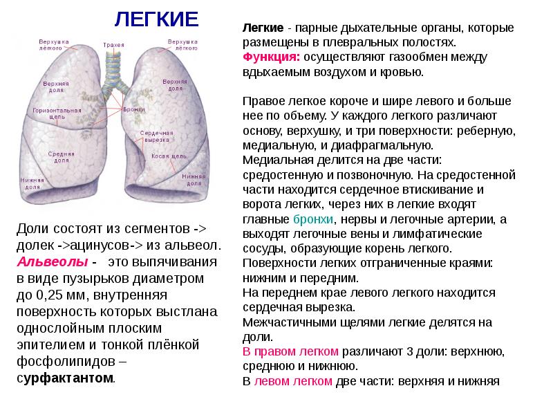 Дыхательная система человека презентация