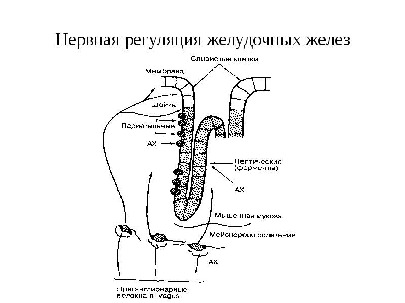 Пищеварение регуляция пищеварения презентация