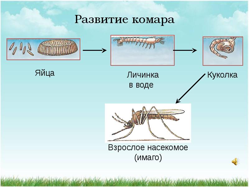 Развитие насекомых схема