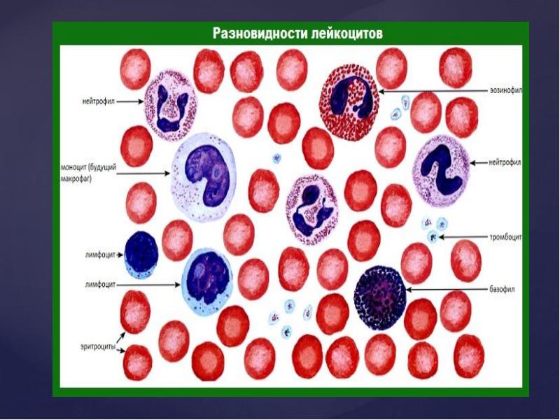 Виды лейкоцитов картинки