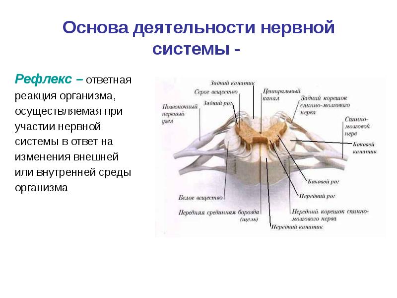 Какая структура спинного мозга выделена на рисунке