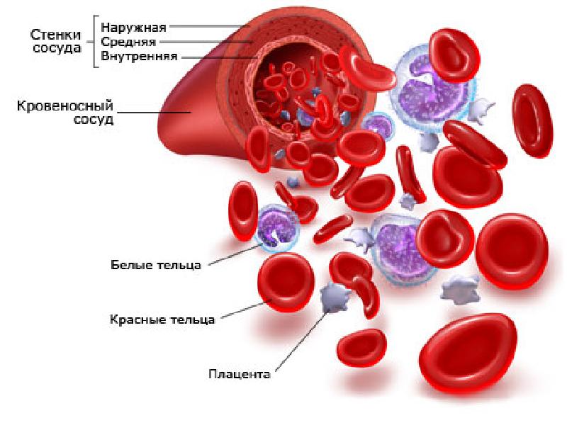 Система крови картинки