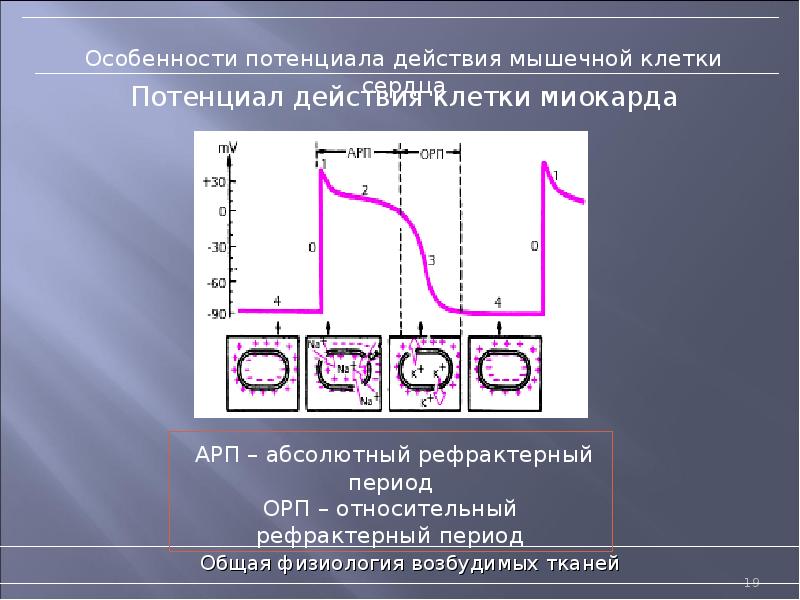 Свойства сердечной мышцы физиология презентация