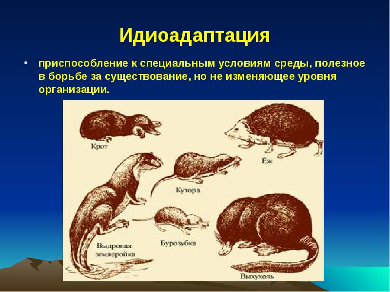 Выберите предложения в которых охарактеризованы идиоадаптации