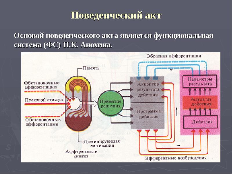 Типы внд презентация