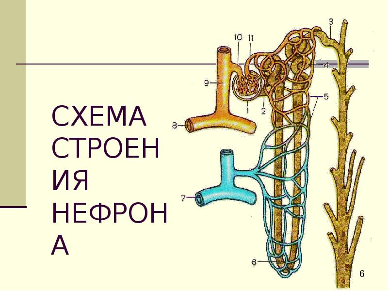 Рассмотрите рисунок строения нефрона