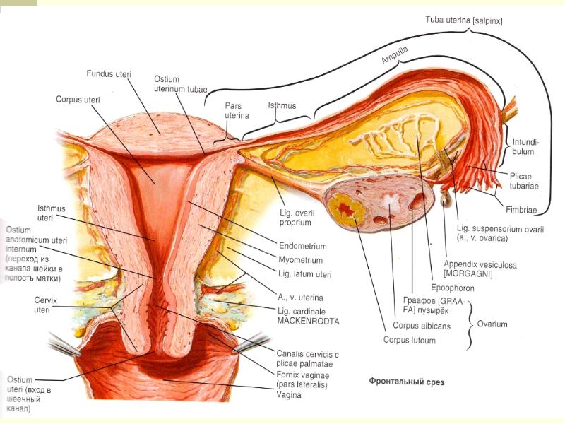 Схема матки с придатками