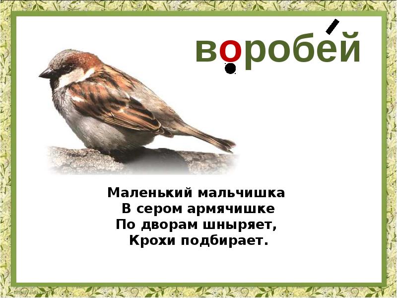 Загадки словарные слова 3 класс. Загадка про воробья. Загадка про воробья для детей. Загадка про воробья для дошкольников. Воробей 1 класс.