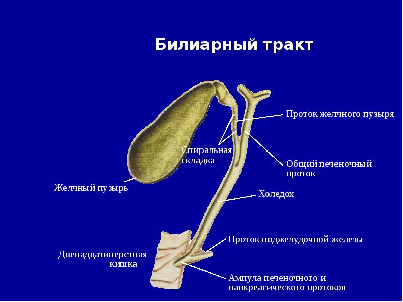 Билиарный тракт анатомия. Холедох проток желчного пузыря. Холедох печени норма