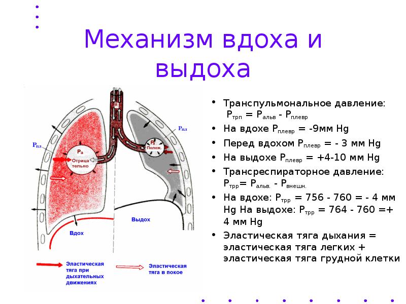 Схема акта дыхания