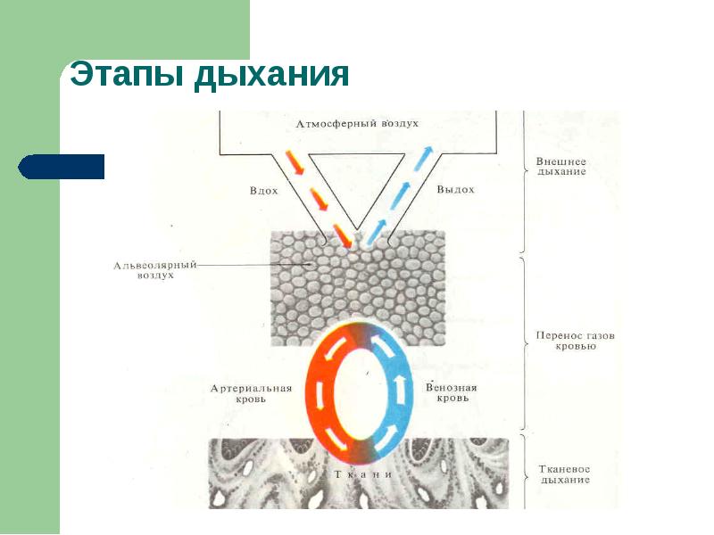 Дыхание внешнее и внутреннее схема