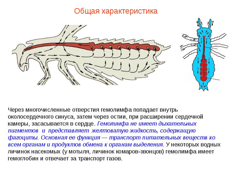 Схема строения кровеносной системы пчелы