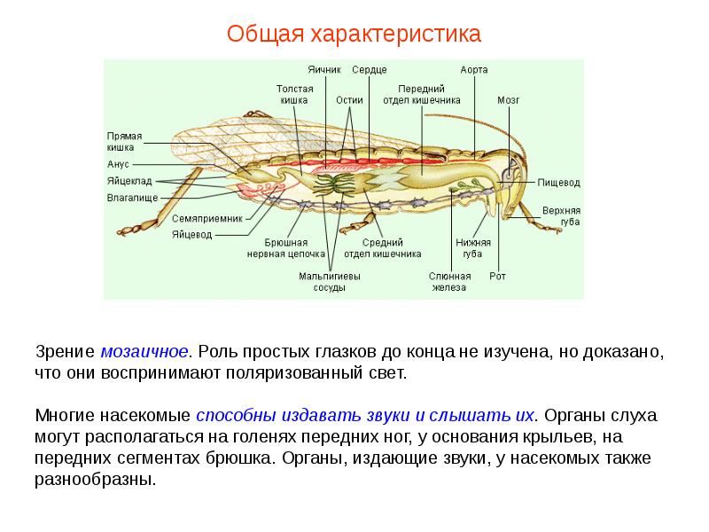 Насекомые характеристика. Общая характеристика насекомых. Класс насекомые общая характеристика 7 класс. Основные характеристики насекомых. Общая характеристика насекомых 7 класс биология.