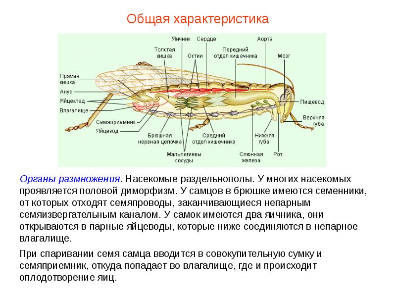 Особенности класса насекомые. Общая характеристика животных класса насекомых. Органы размножения насекомых. Органы брюшка у насекомых. Общая характеристика насекомых размножение.