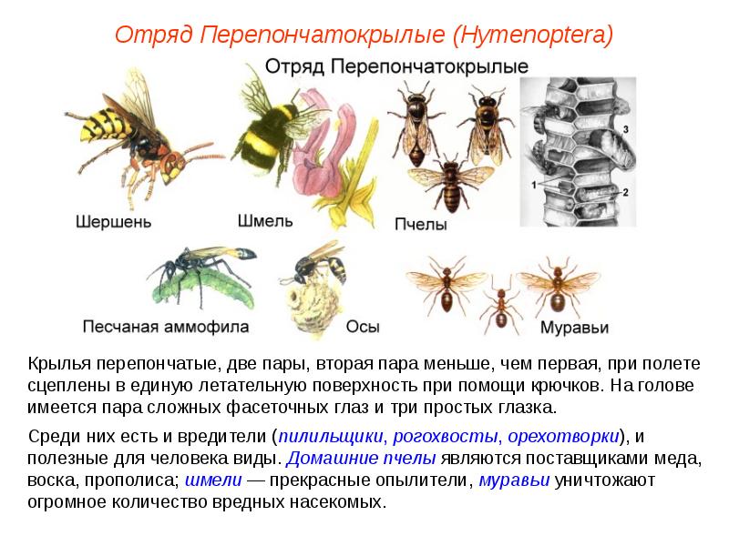 Перепончатокрылые стрекозы 8 класс биология таблица
