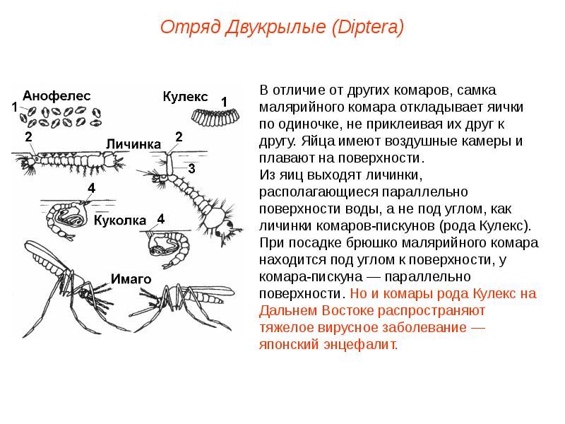 Схема развития комара и мухи для 1 класса