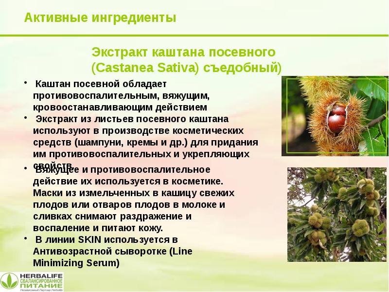 Конский каштан обыкновенный семена. Каштан для чего. Корень конского каштана. Препараты плодов конского каштана. Конский каштан обыкновенный семена.