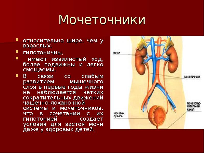 Мочеточник у мужчин